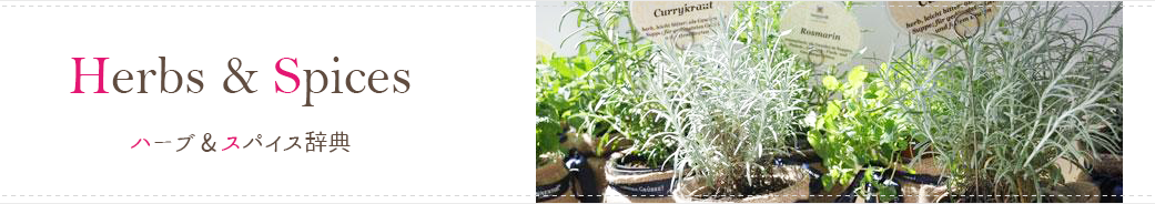 エルダーフラワー ギフトでお勧めのオーガニックハーブティー ゾネントア Sonnentor